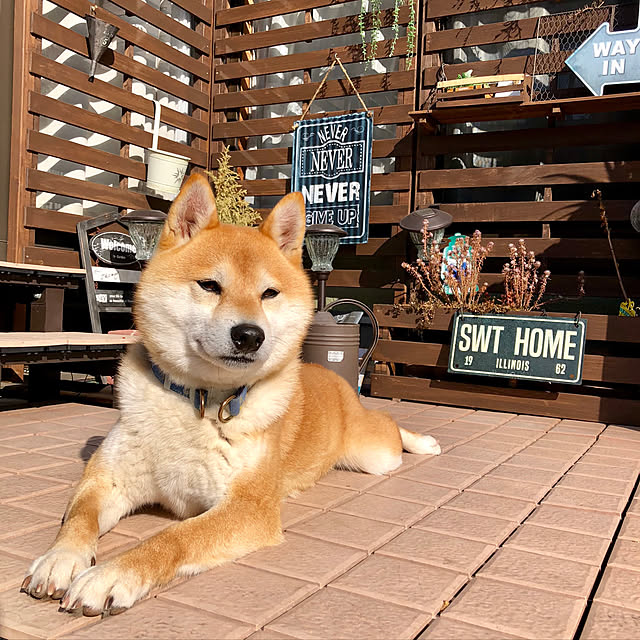 ronmaruさんの実例写真