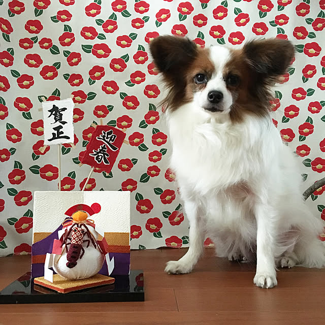 kokkomachaさんの実例写真