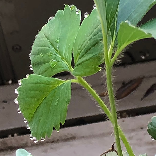 melonさんの部屋