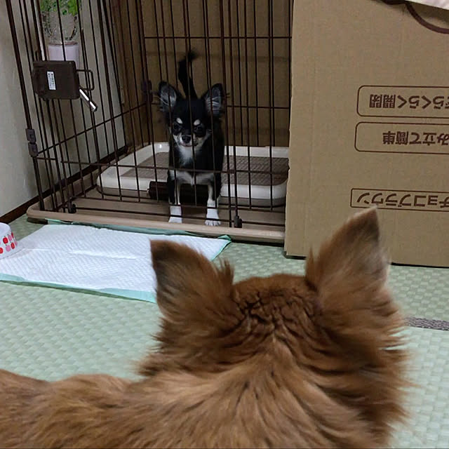 koroさんの実例写真
