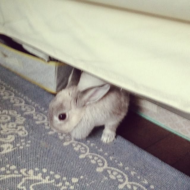 yokomokoさんの実例写真