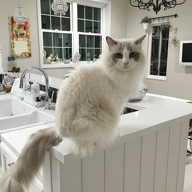 yuchiさんの実例写真