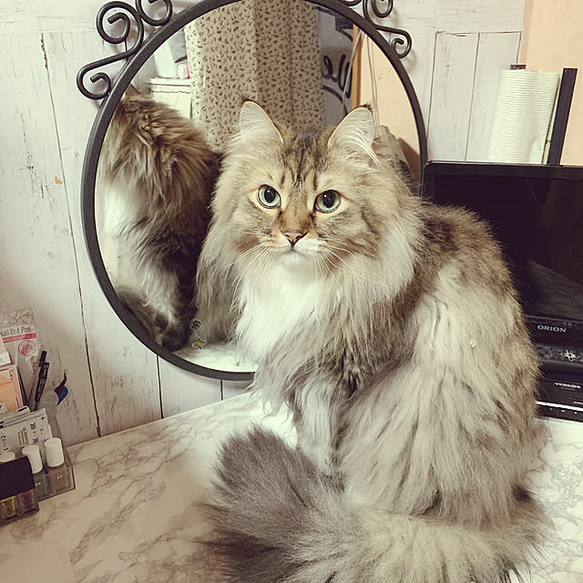 CATさんの実例写真