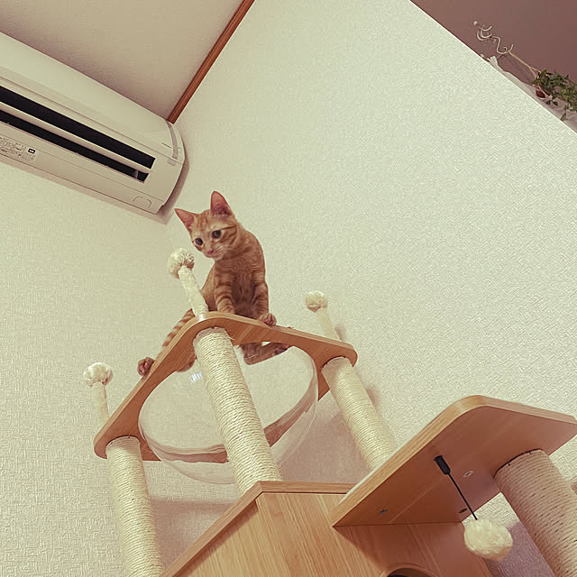 ayuchiさんの実例写真