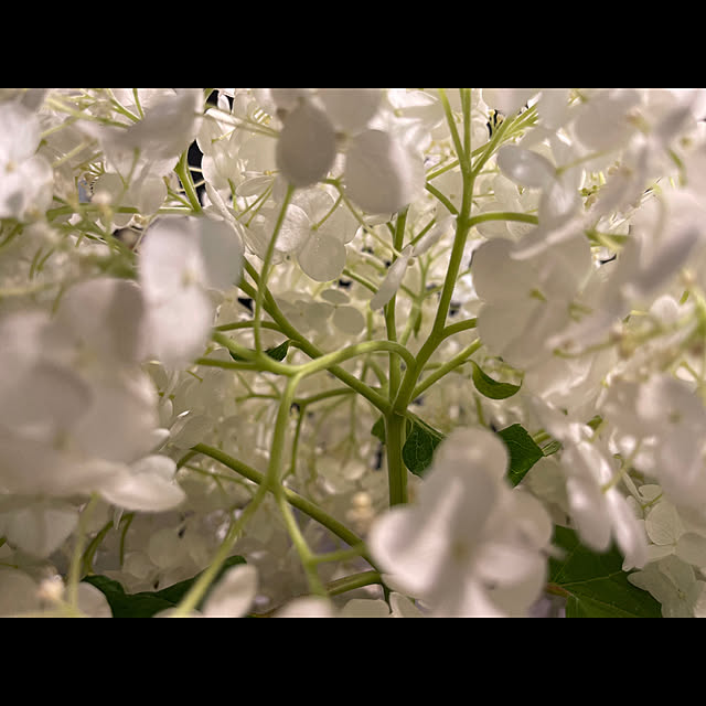 植物のある暮らし/アナベルホワイト/ベッド周りのインテリア実例 - 2022-07-08 08:02:54