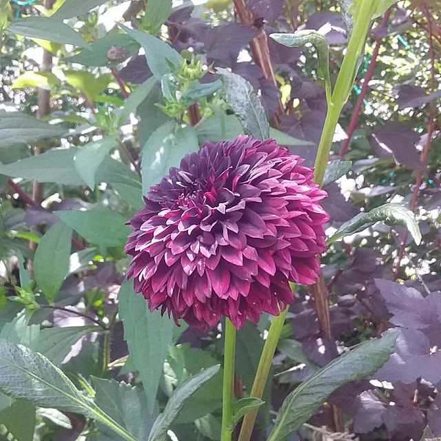 yukkoさんの実例写真