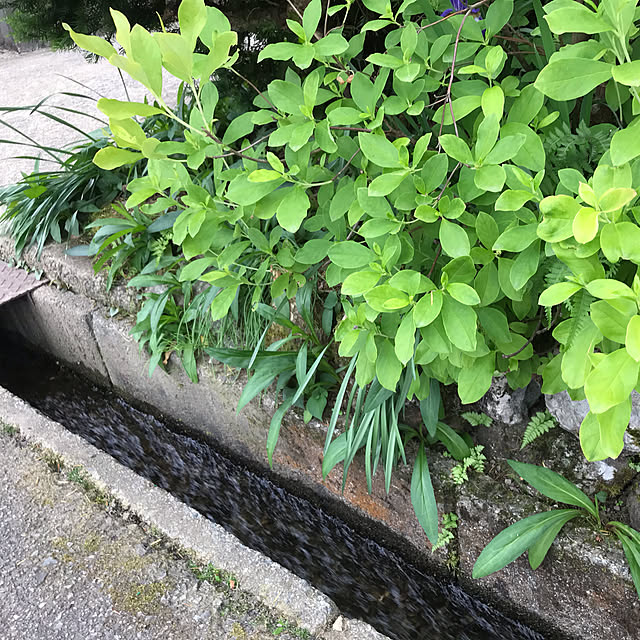 aoinokimiさんの実例写真