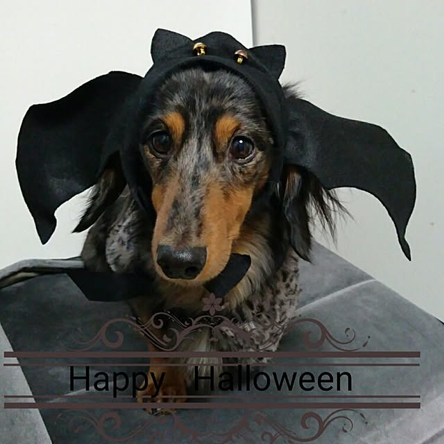 Rudyさんの実例写真