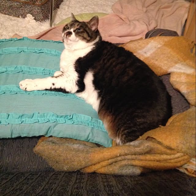 piyopicoさんの実例写真