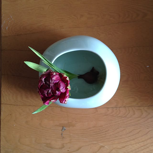 coroさんの実例写真
