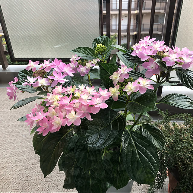 nanakoさんの実例写真