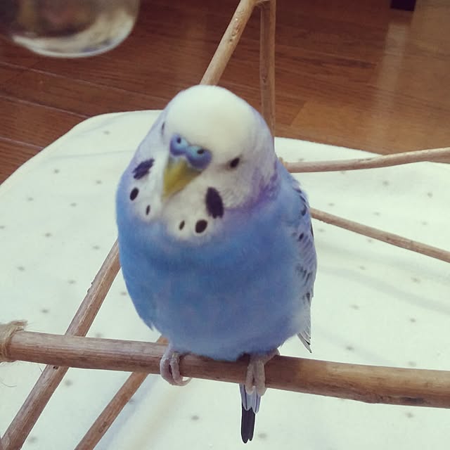 opiopiopiさんの実例写真
