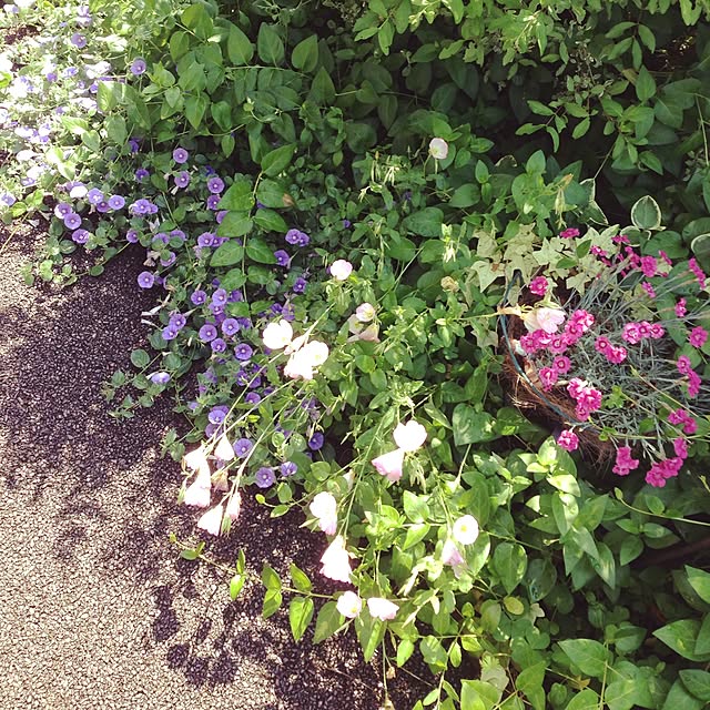 nanaさんの実例写真