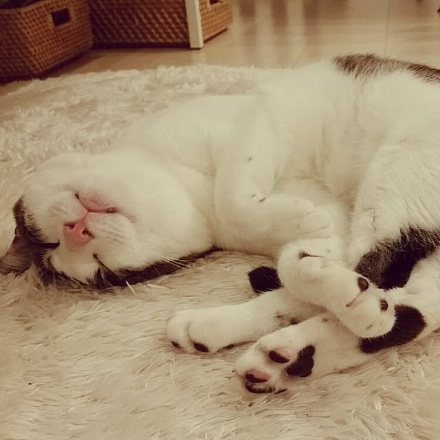 runayucoさんの実例写真