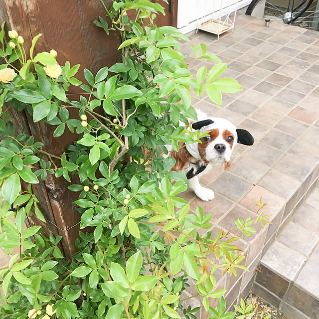 miyaさんの実例写真