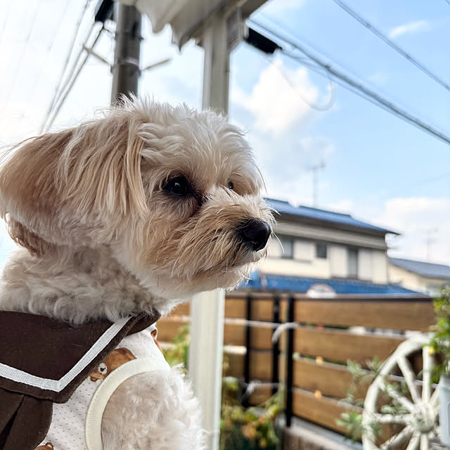 chachamamaさんの実例写真