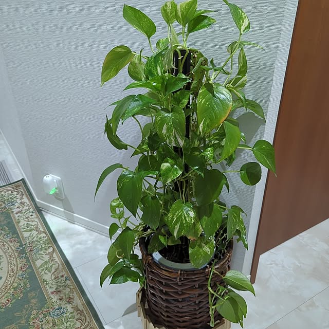 玄関/入り口/観葉植物のインテリア実例 - 2025-04-23 00:19:04