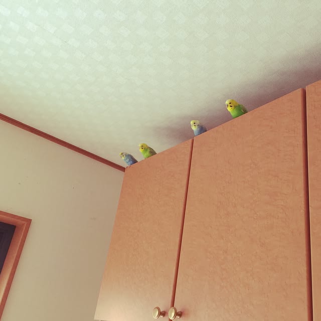 tuyochan410さんの実例写真