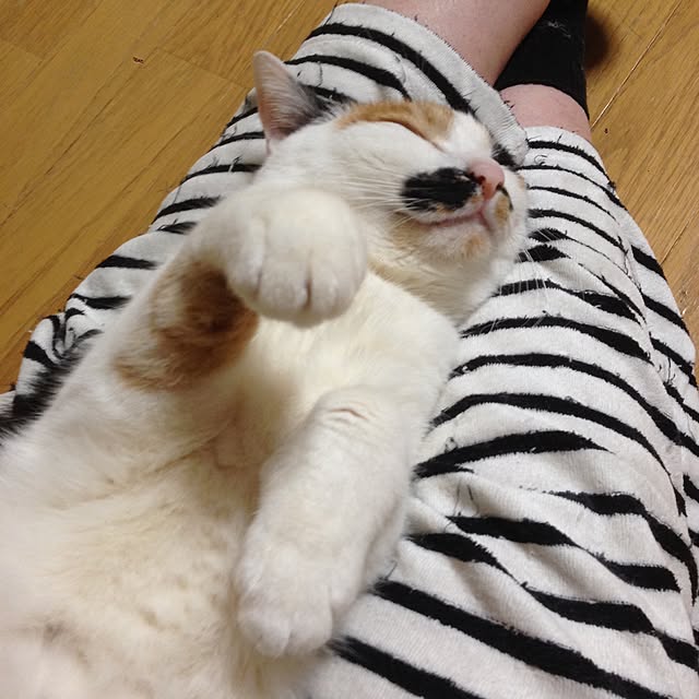 Kinanさんの実例写真