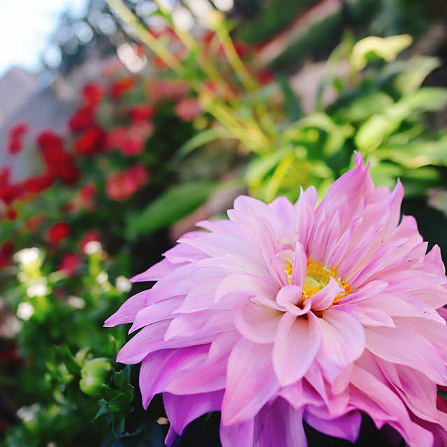 glassflowerさんの実例写真