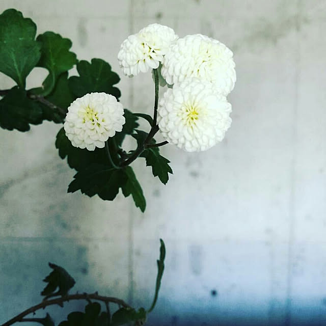 shige0922さんの実例写真