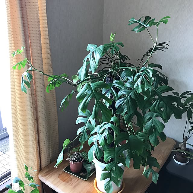tornadeさんの実例写真