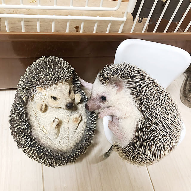 miiさんの実例写真
