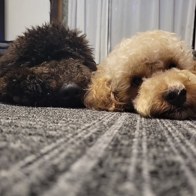 mimi828さんの実例写真