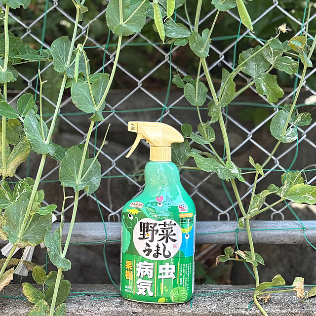 maayaさんの実例写真