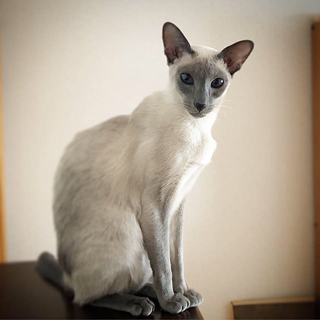 mujinekoさんの実例写真