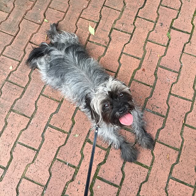 実例写真