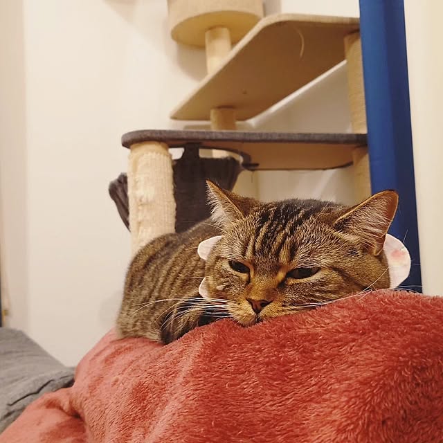 mochicoさんの部屋