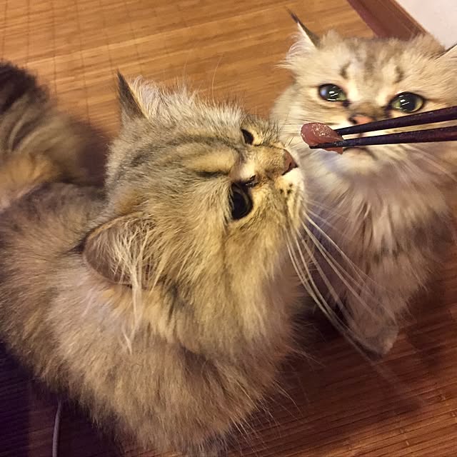 butachanさんの実例写真