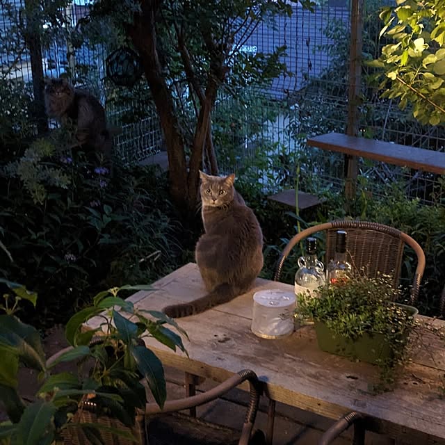 ayuさんの実例写真