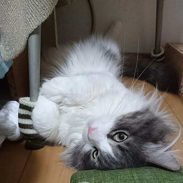 shinobuさんの実例写真
