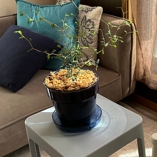 ruuuさんの実例写真