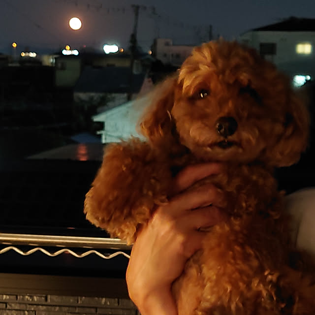 toshihiro323さんの実例写真