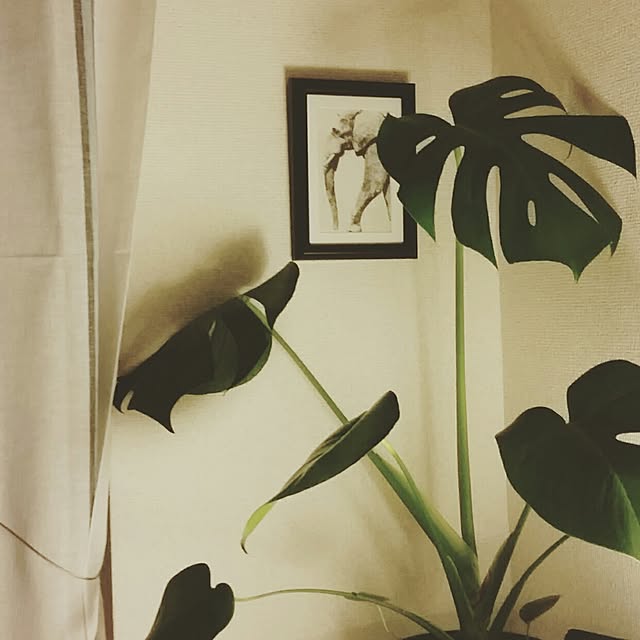 hikeさんの実例写真