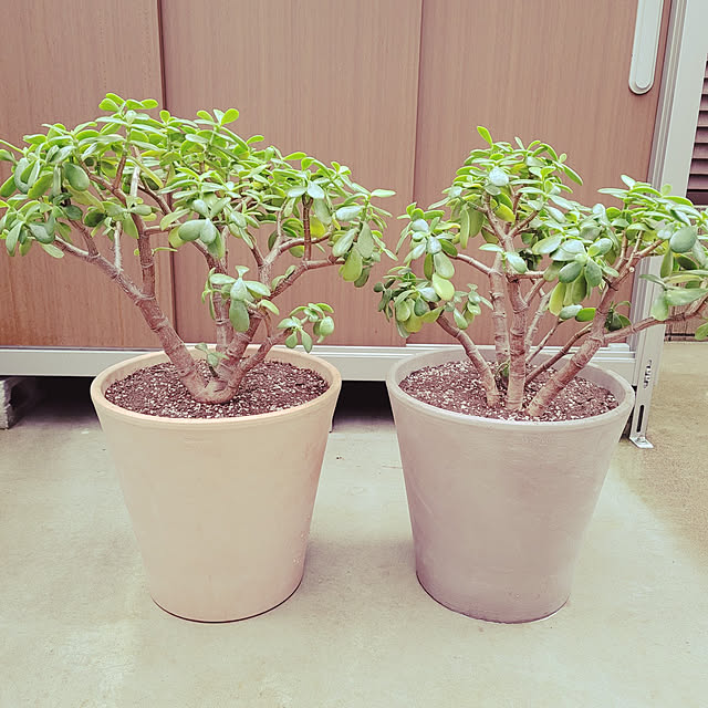 masaさんの実例写真