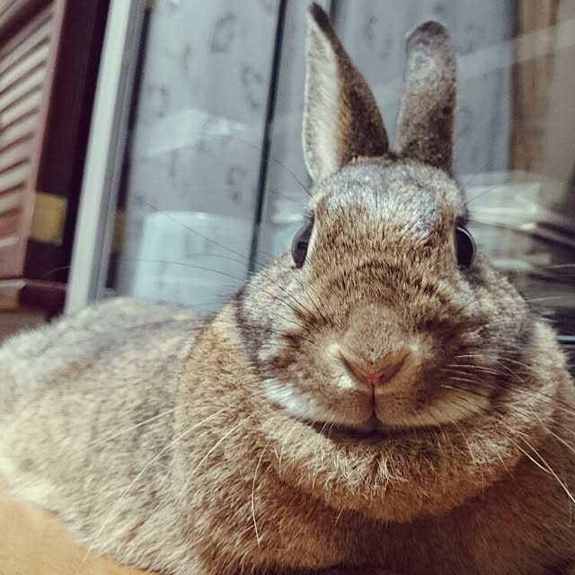 mametaroさんの実例写真
