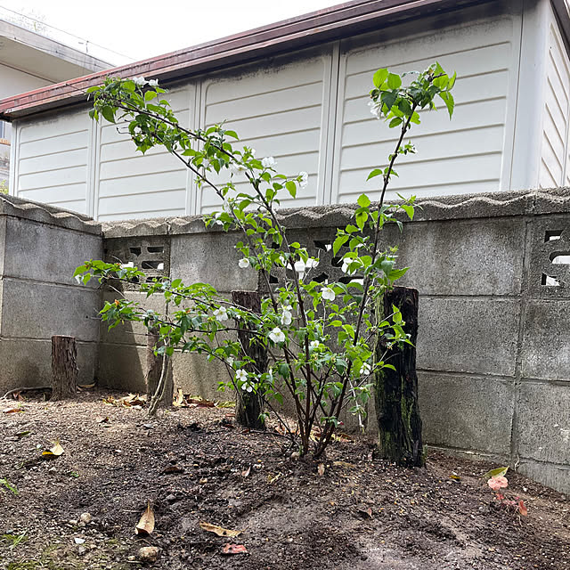 shin0719さんの実例写真