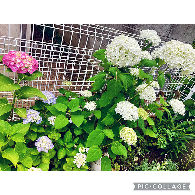 CoCo0617さんの部屋