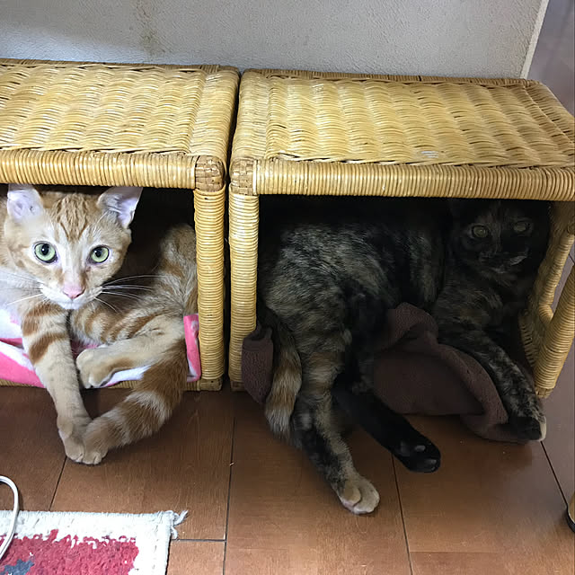 tornadeさんの実例写真