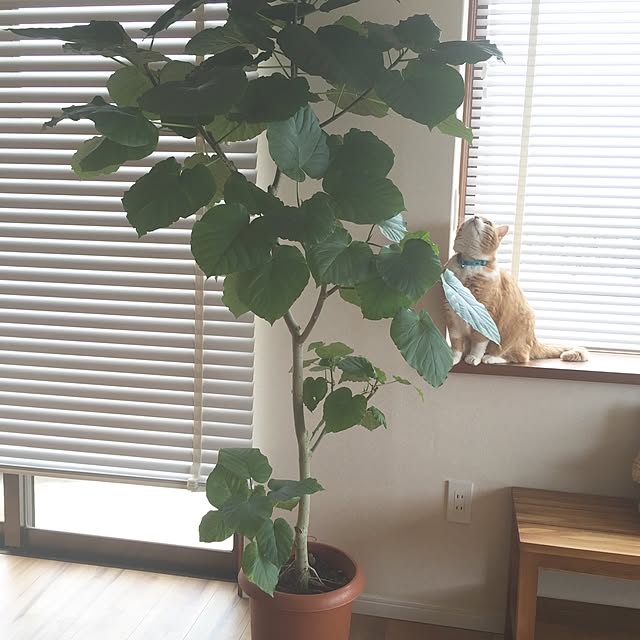 my_mayさんの実例写真
