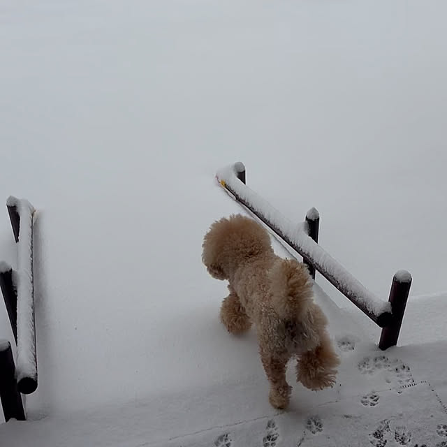 bonjiri0824さんの実例写真