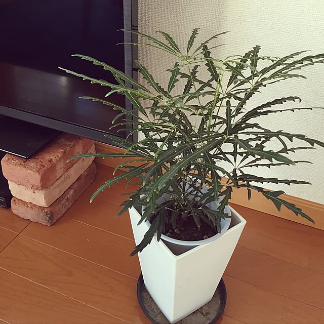 ayumiさんの実例写真