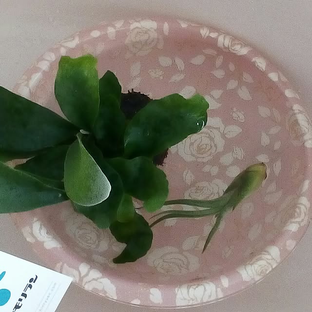 mariagardenさんの実例写真