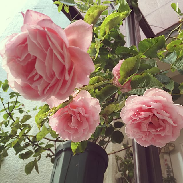 greenroseさんの実例写真