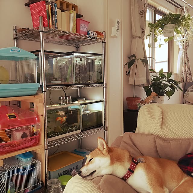 mizutamaさんの実例写真
