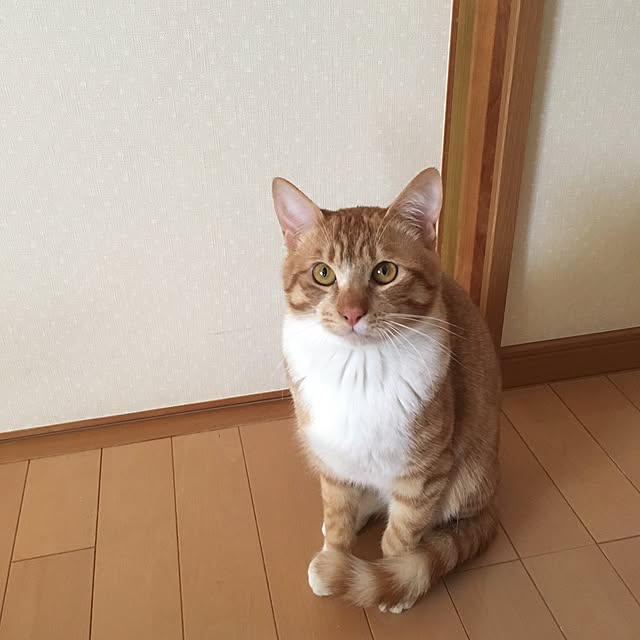 baronkotarouさんの実例写真
